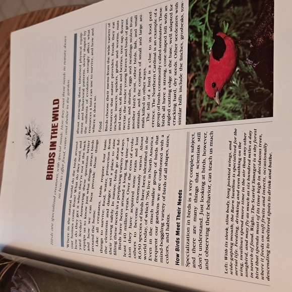 How to attract Birds/ BUNDLE ONLY 2or more items - Picture 5 of 16